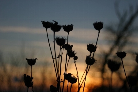 Sunrise sky flower silhouette Photo