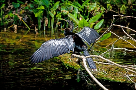 Bird national park river forrest Photo