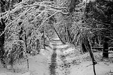 Foto Floresta
 inverno neve árvores