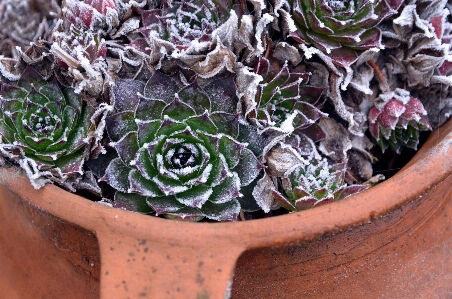 Flower frost frosty echeveria Photo