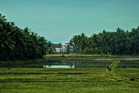 Foto Masjid
 sawah
 kebun hijau