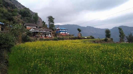 Nepal village hill mustard Photo