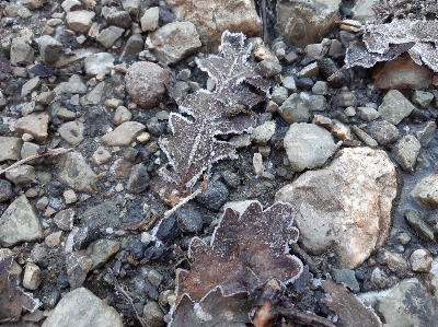 葉 rock 地質学 虫 写真