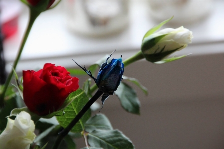 Flower flowering plant white rose Photo