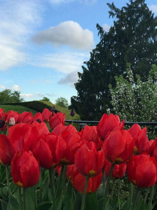 Sky flower petal tulip