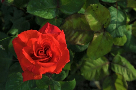 Plant nature rose flower Photo