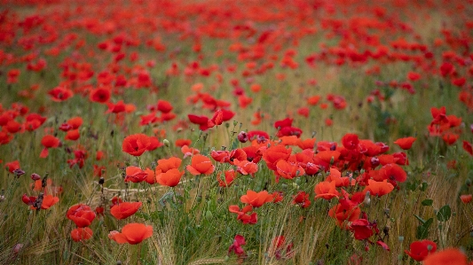 Rose flower field red Photo