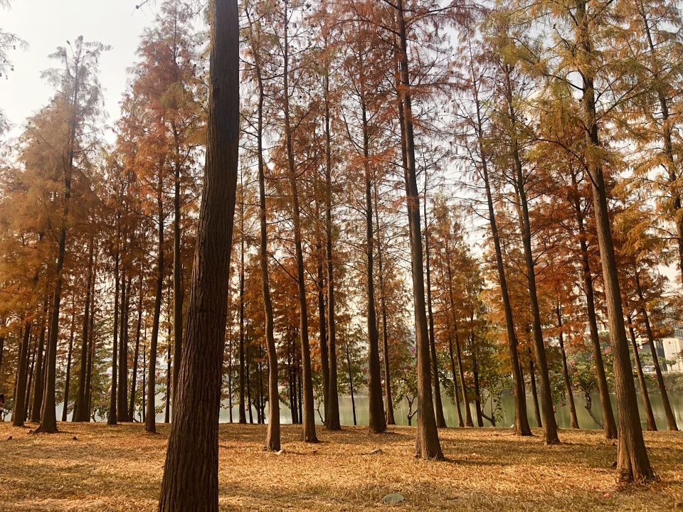 Beautiful tree natural landscape forest