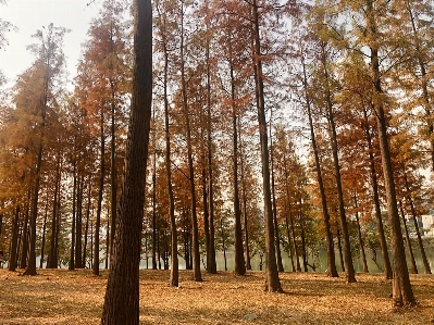 Beautiful tree natural landscape forest Photo