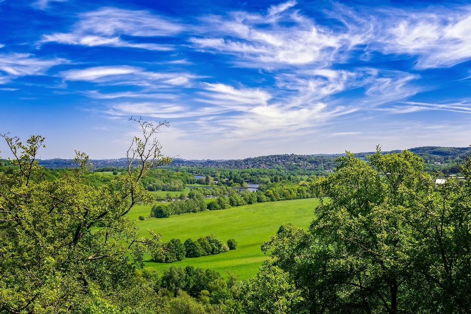 Nature landscape field forest