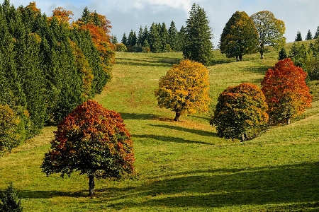 Trees field forest nature Photo