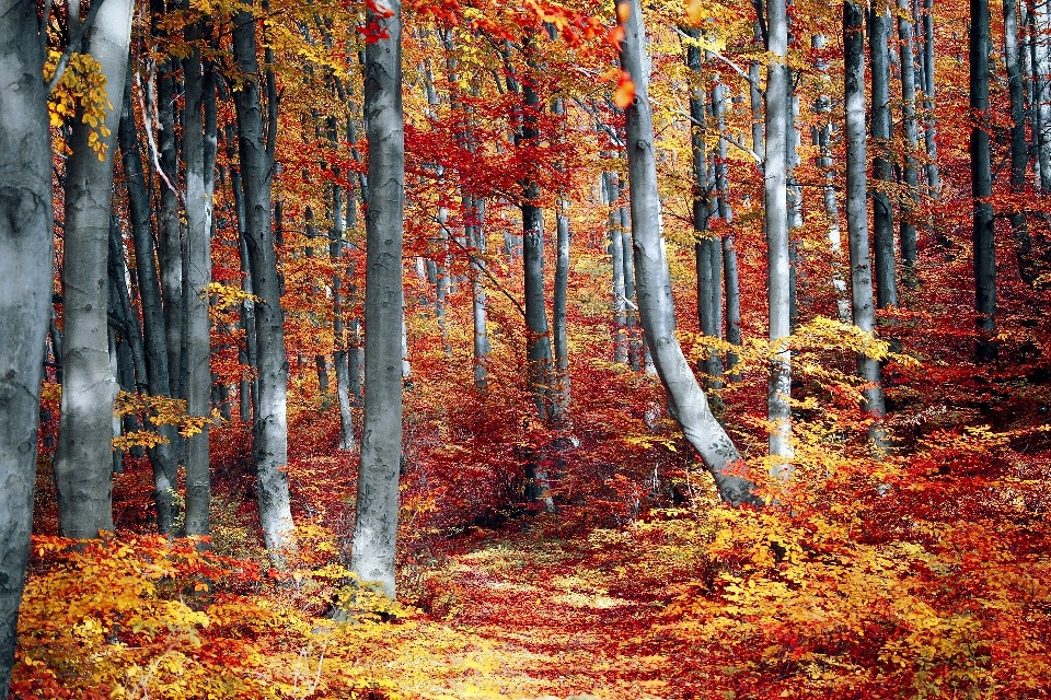 Autunno foresta albero natura