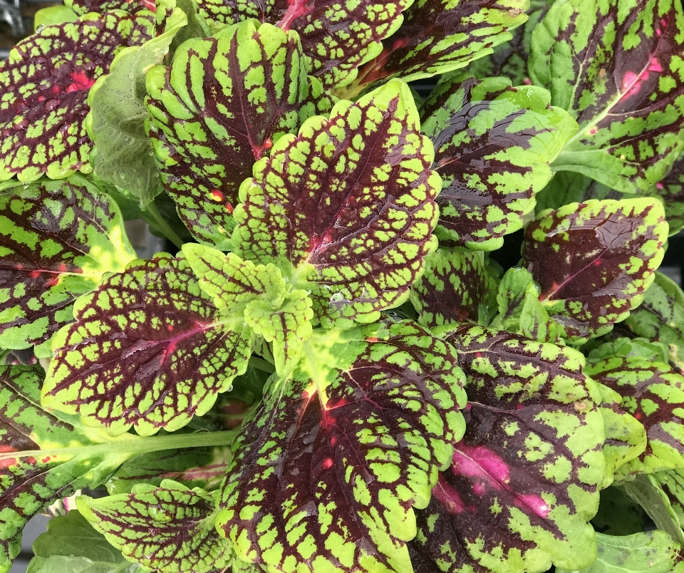 Coleus
 flor plantar folha