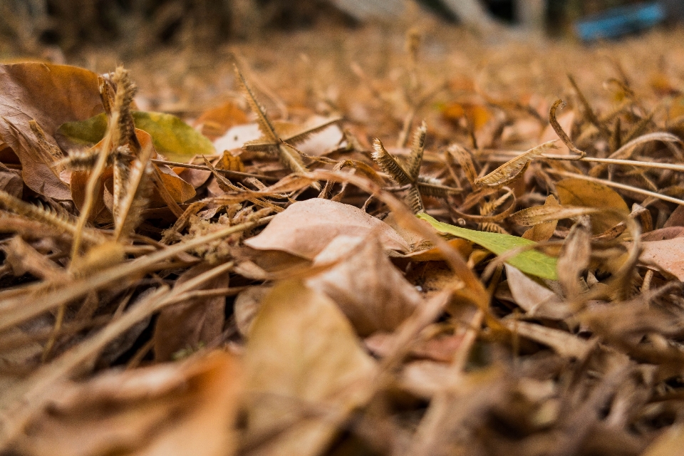 Grass dead leaf summer