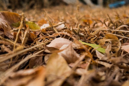 Foto Césped hoja muerta
 verano