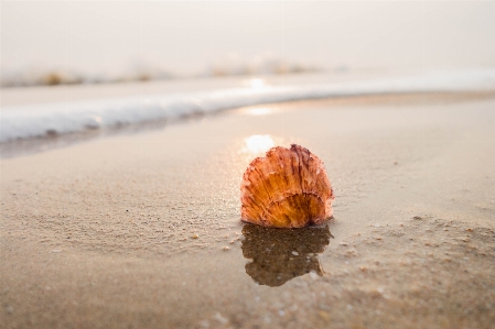 Sea morning soft wave shell Photo