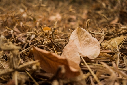 Foto Césped hoja muerta
 verano