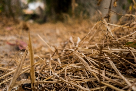 Foto Césped hoja muerta
 verano paja