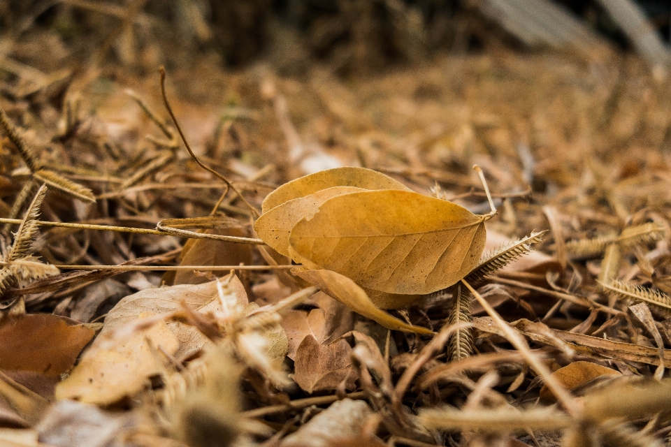 Grass dead leaf summer