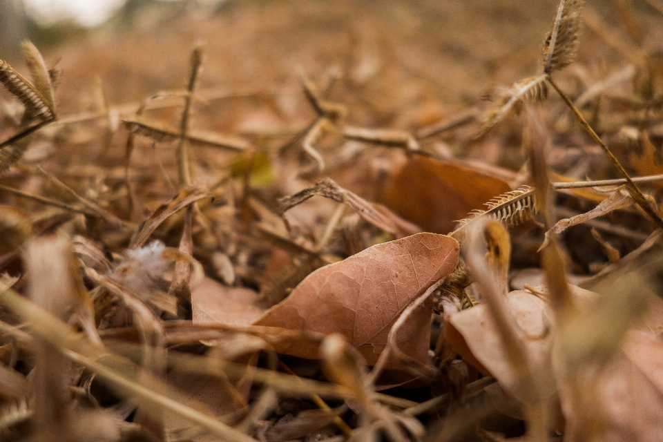 Grass dead leaf summer adaptation