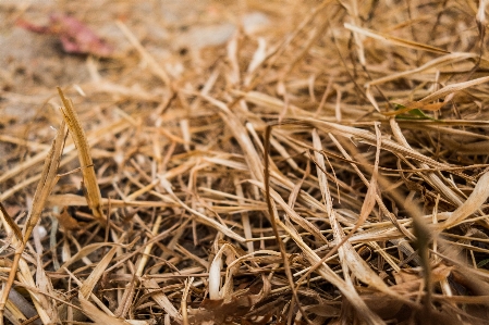 Foto Césped hoja muerta
 verano paja