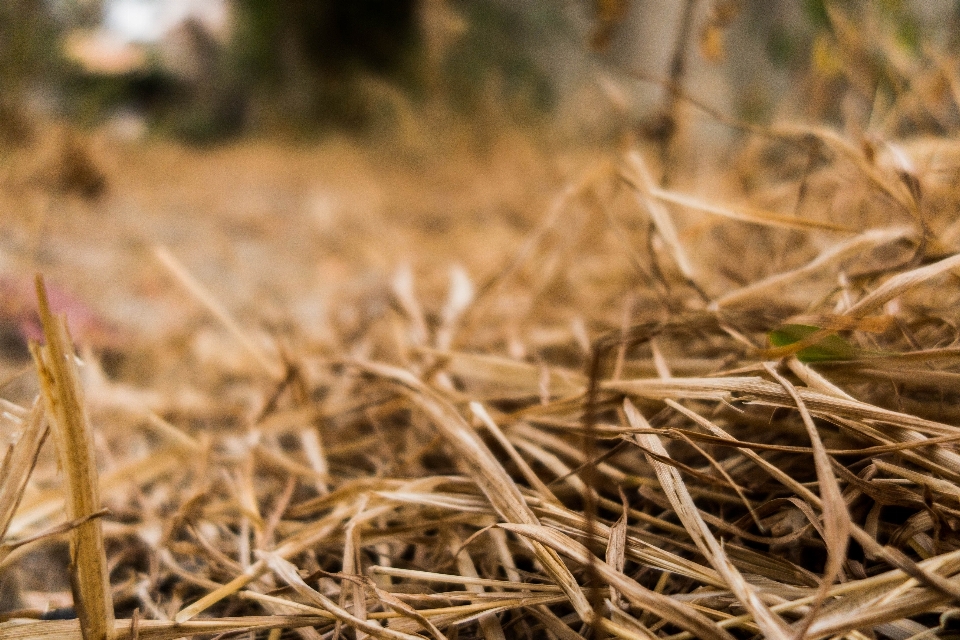 Grass dead leaf summer straw