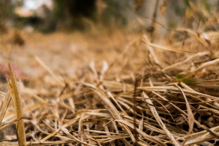 Foto Césped hoja muerta
 verano paja