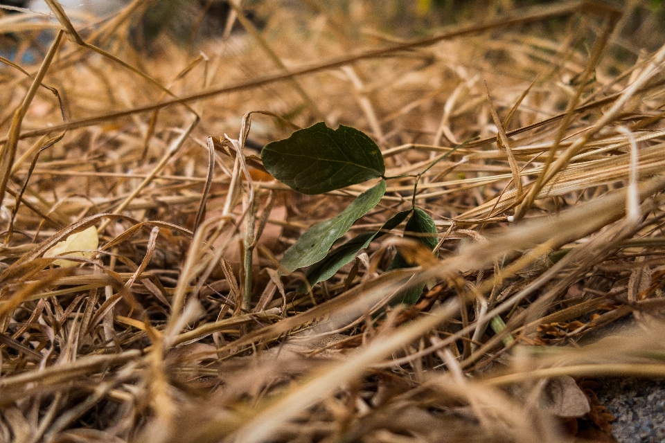 Gras totes blatt
 sommer blatt