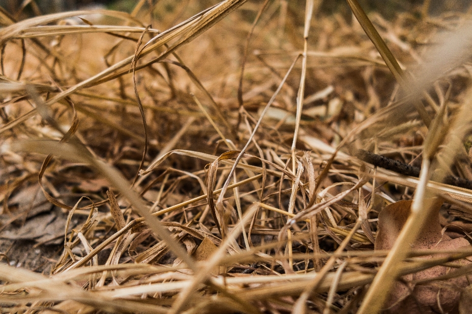 Grass dead leaf summer straw