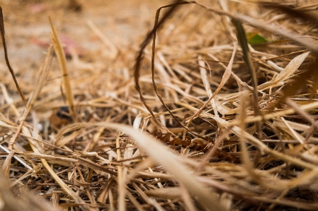 Foto Césped hoja muerta
 verano paja