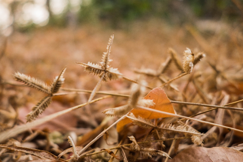 Grass dead leaf summer