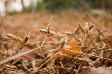 Foto Rumput daun mati
 musim panas