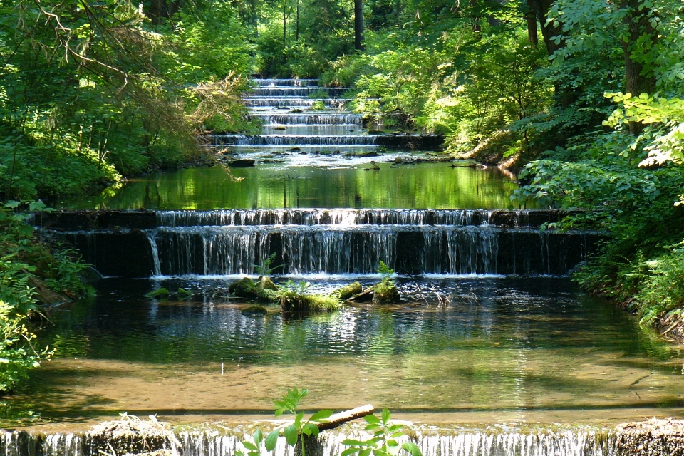 Cascades eau des arbres forêt