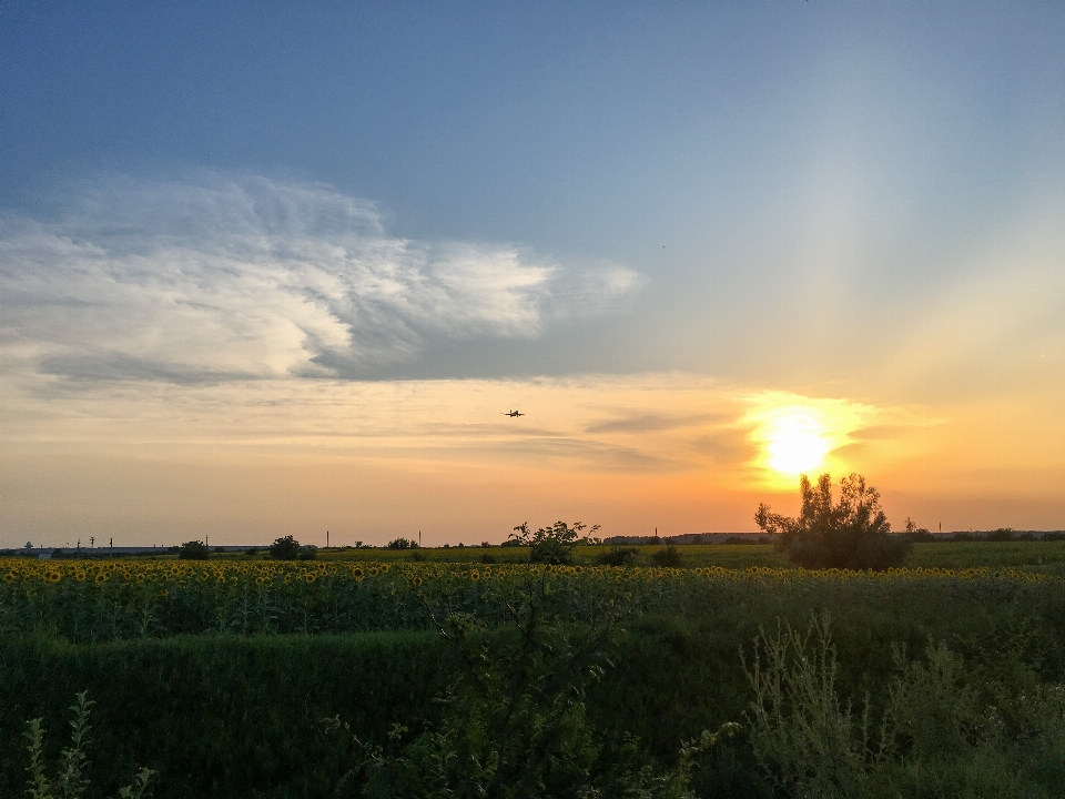 Avión atardecer aterrizaje girasol