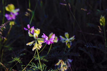 Foto Primavera erbe aromatiche fiori natura