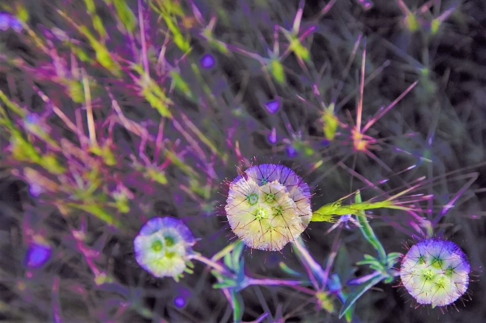 Frühling kräuter blumen natur