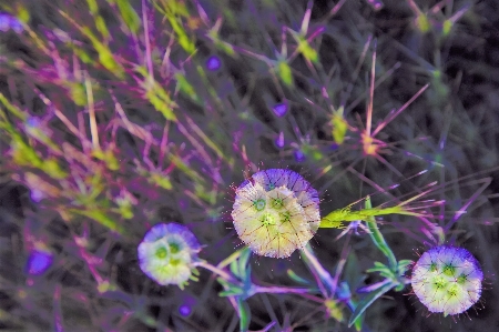 Foto Primavera erbe aromatiche fiori natura