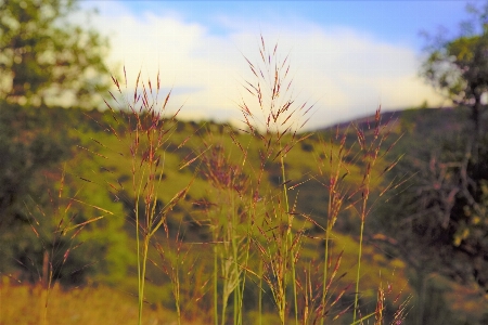 Foto Primavera erbe aromatiche fiori natura