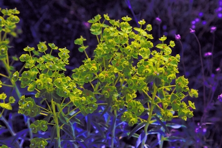 Foto Primavera erbe aromatiche fiori natura