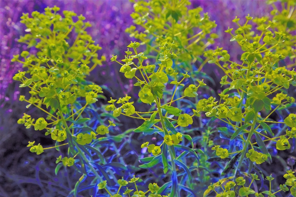 Frühling kräuter blumen natur