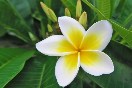 Foto Primavera erbe aromatiche fiori natura