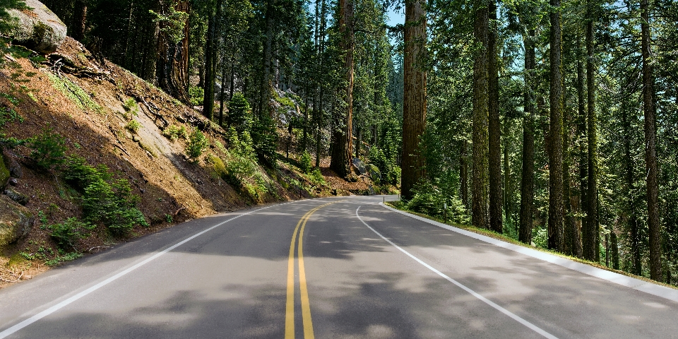 Paved road trees conifer