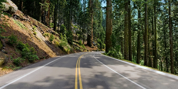 Paved road trees conifer Photo