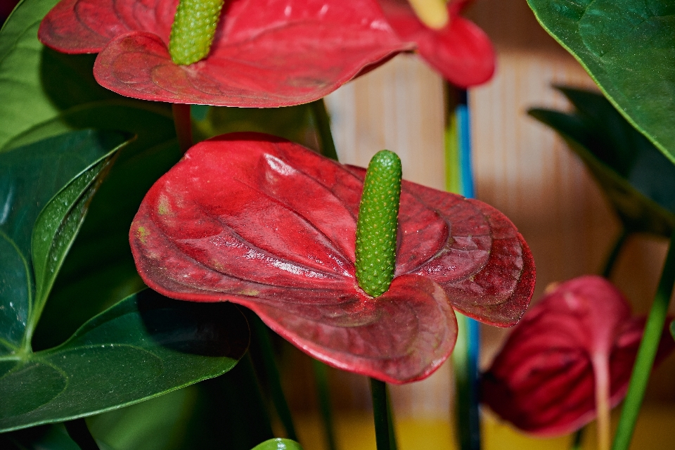 Vermelho flor plantas verde