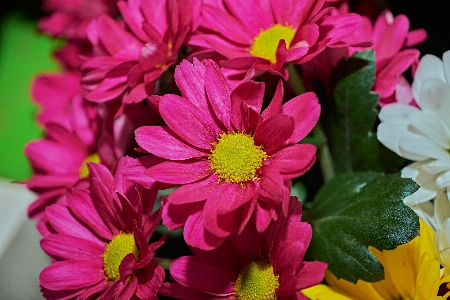 Margaritas red flowers garden Photo