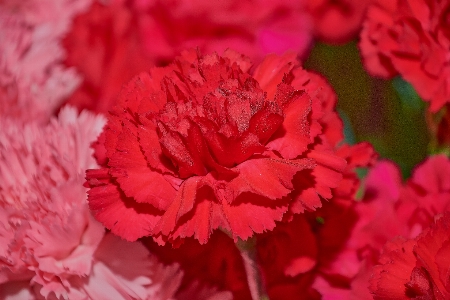 Red flower plant flowering Photo