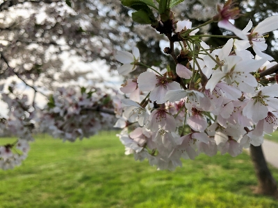 フラワーズ 花 春 植物 写真