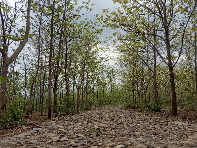 Foto Rural
 alá
 indonésia floresta
