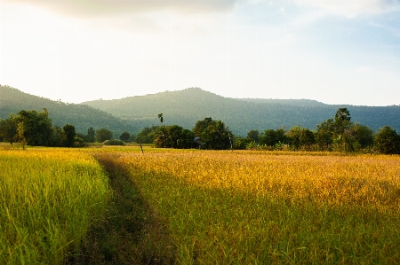 Natural field nature landscape Photo