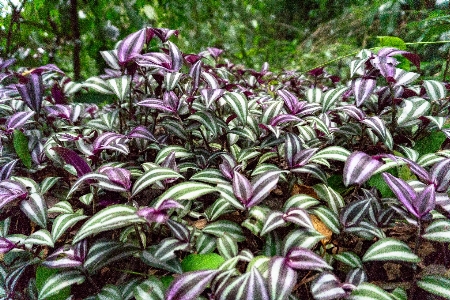 Beautiful leaves flowering plant Photo